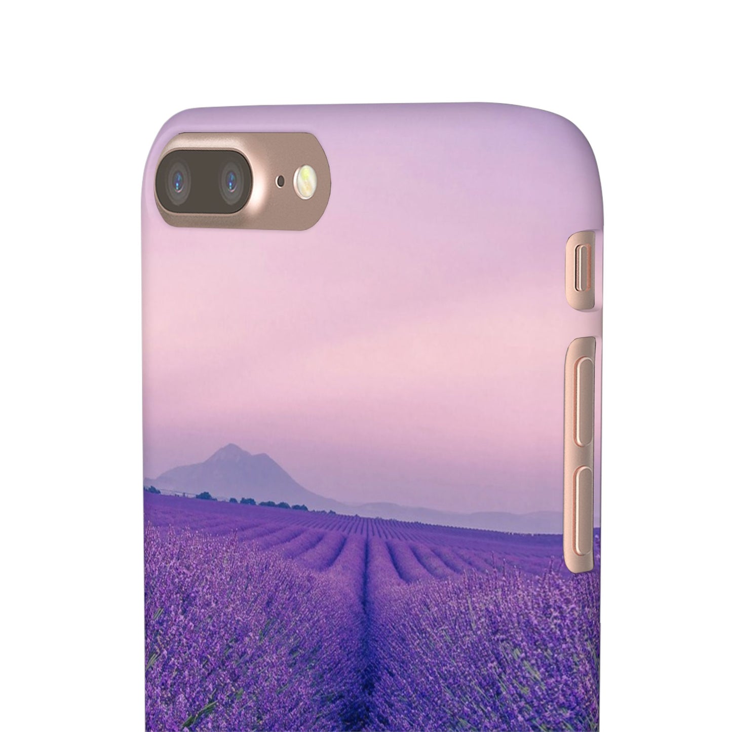 Lavender Fields Cajasol - A Floral Touch for Nature Lovers