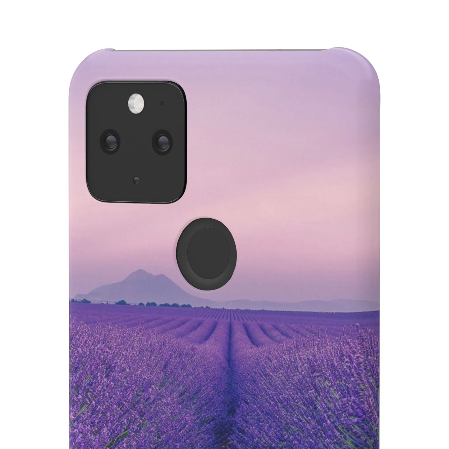 Lavender Fields Cajasol - A Floral Touch for Nature Lovers
