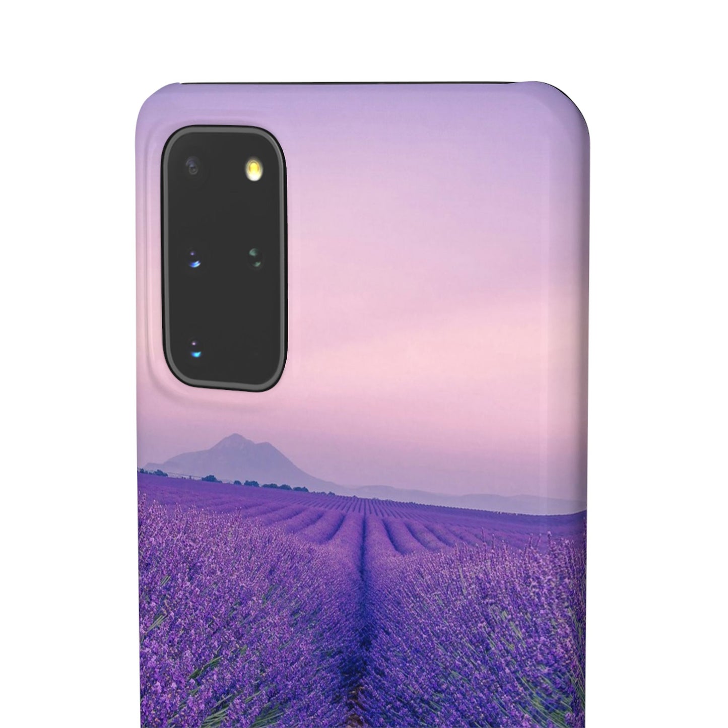 Lavender Fields Cajasol - A Floral Touch for Nature Lovers