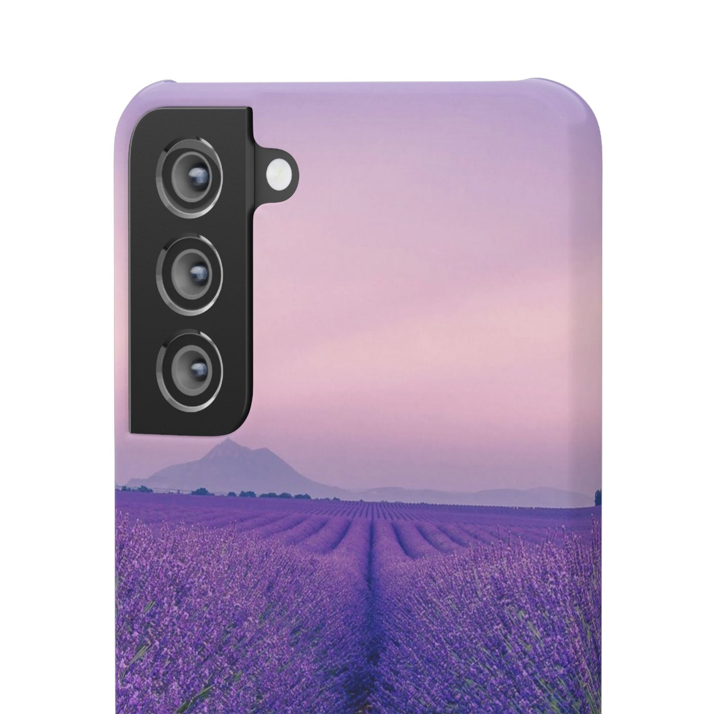 Lavender Fields Cajasol - A Floral Touch for Nature Lovers