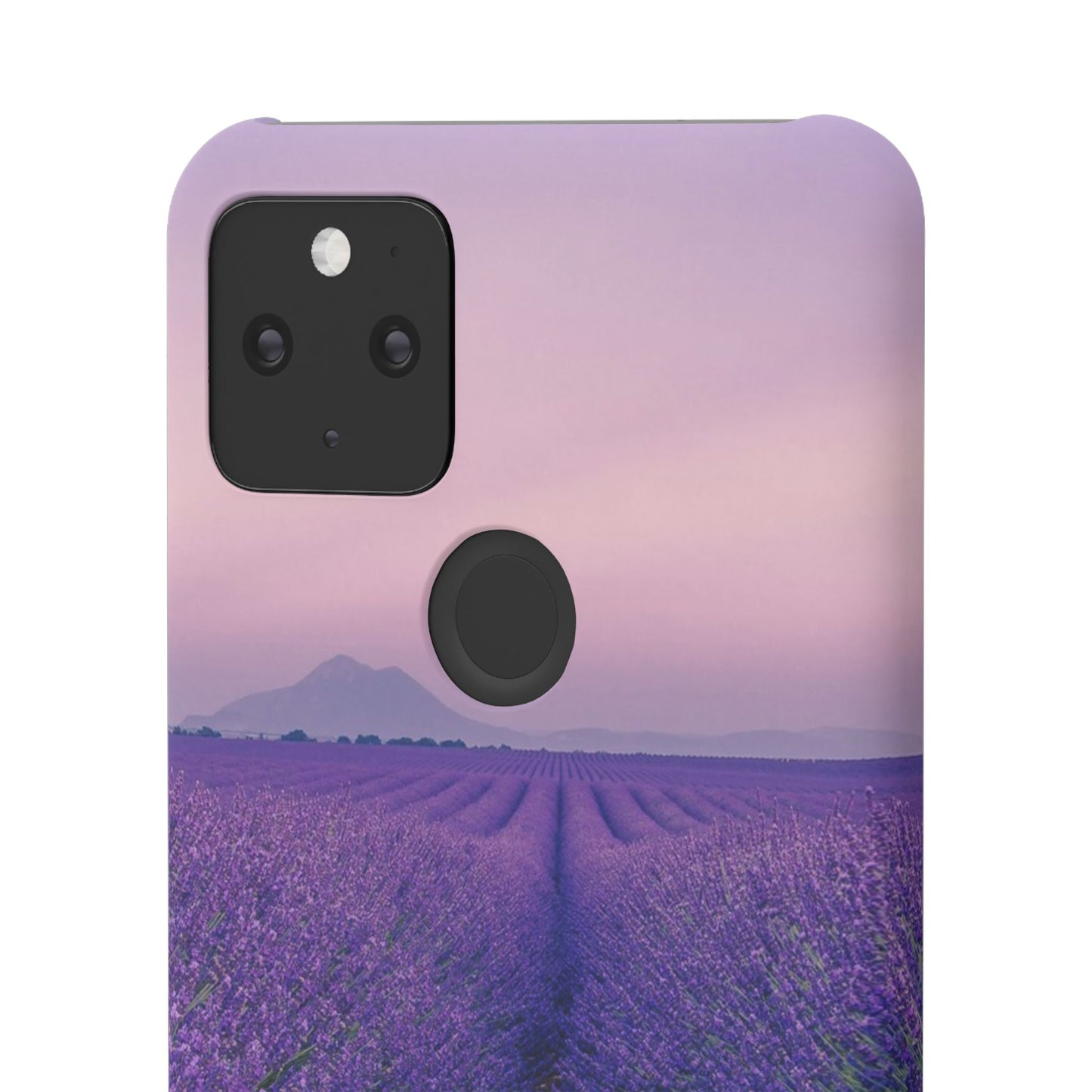 Lavender Fields Cajasol - A Floral Touch for Nature Lovers