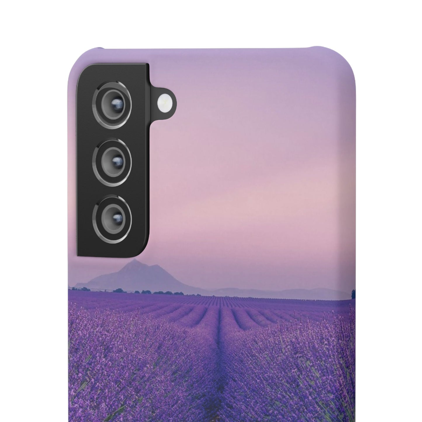 Lavender Fields Cajasol - A Floral Touch for Nature Lovers