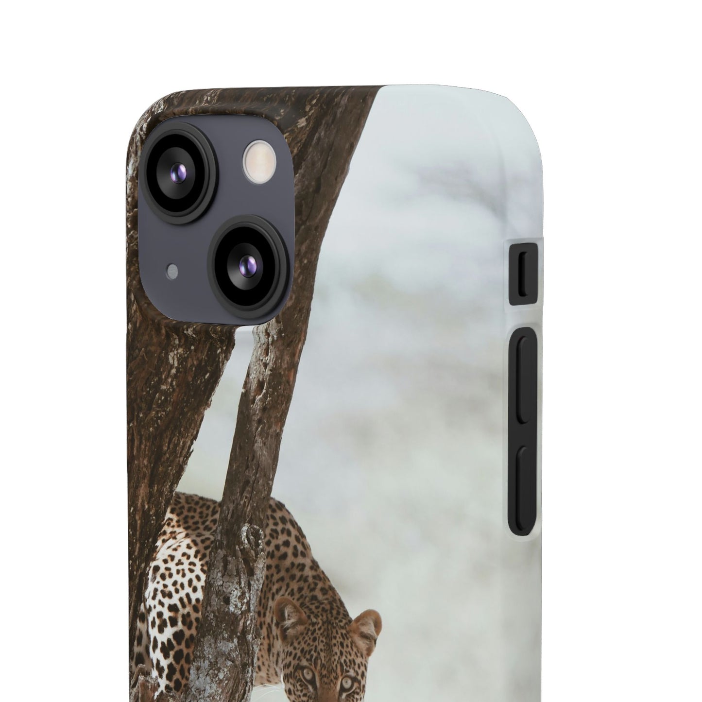 Leopard Cajasol - Wildlife Vibes