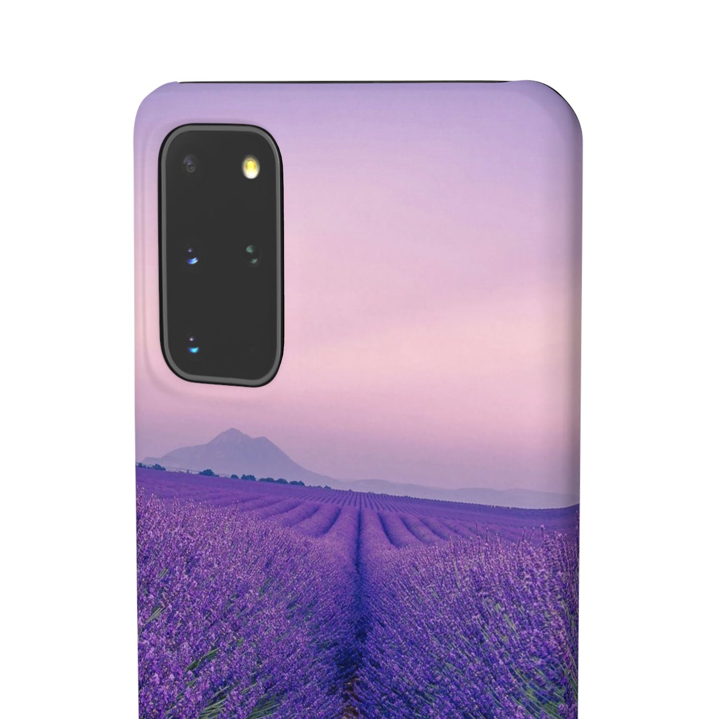 Lavender Fields Cajasol - A Floral Touch for Nature Lovers