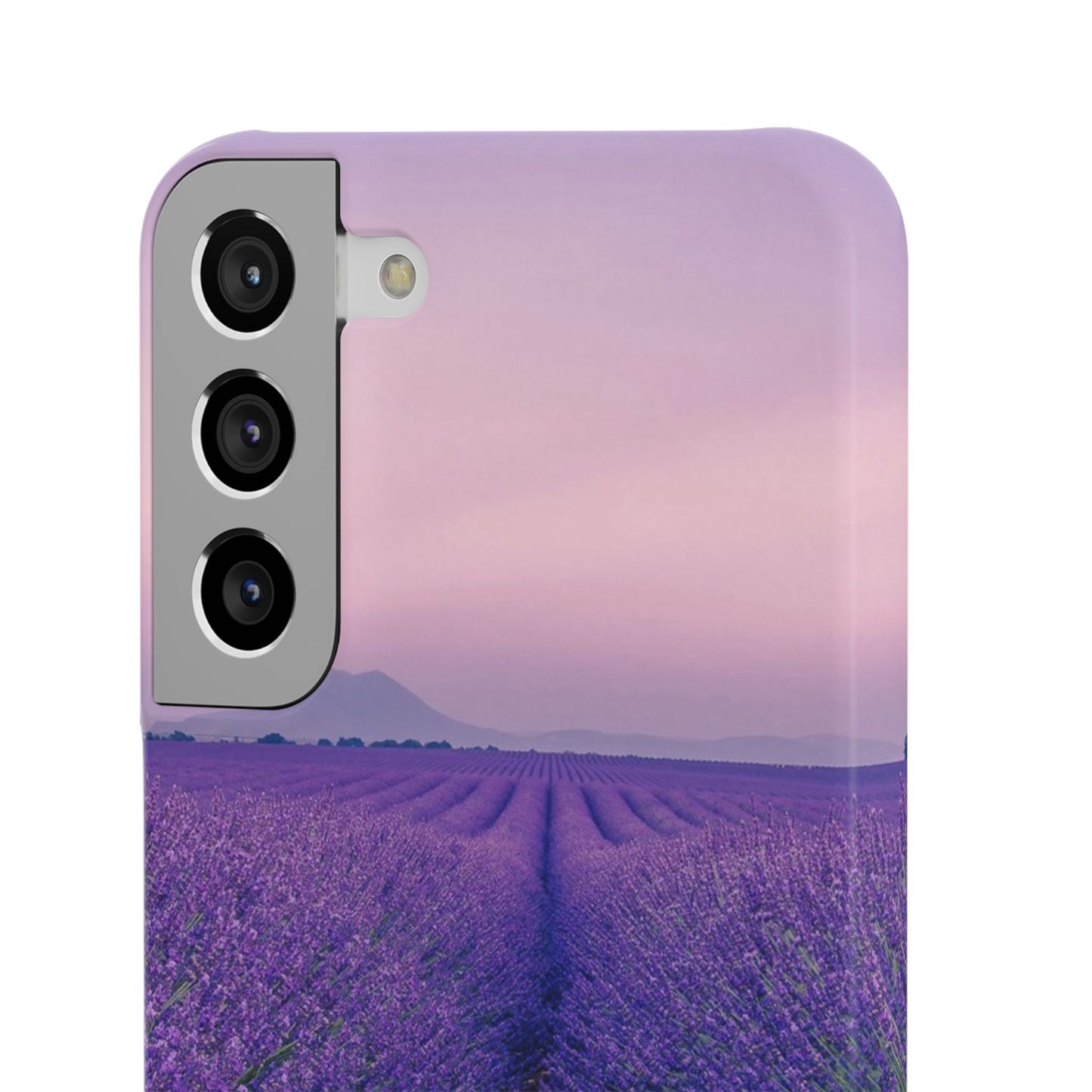 Lavender Fields Cajasol - A Floral Touch for Nature Lovers