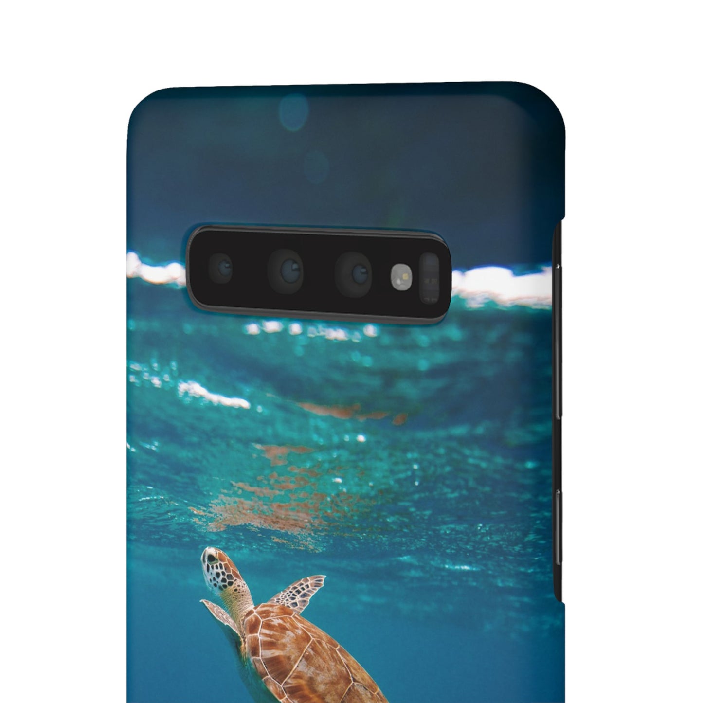Sea Turtle Cajasol - Perfect for Beach Lovers