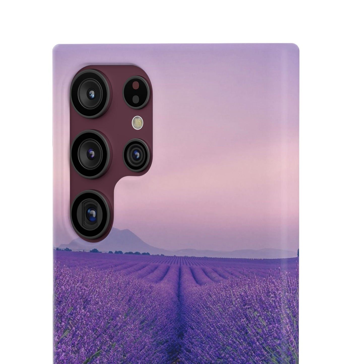 Lavender Fields Cajasol - A Floral Touch for Nature Lovers