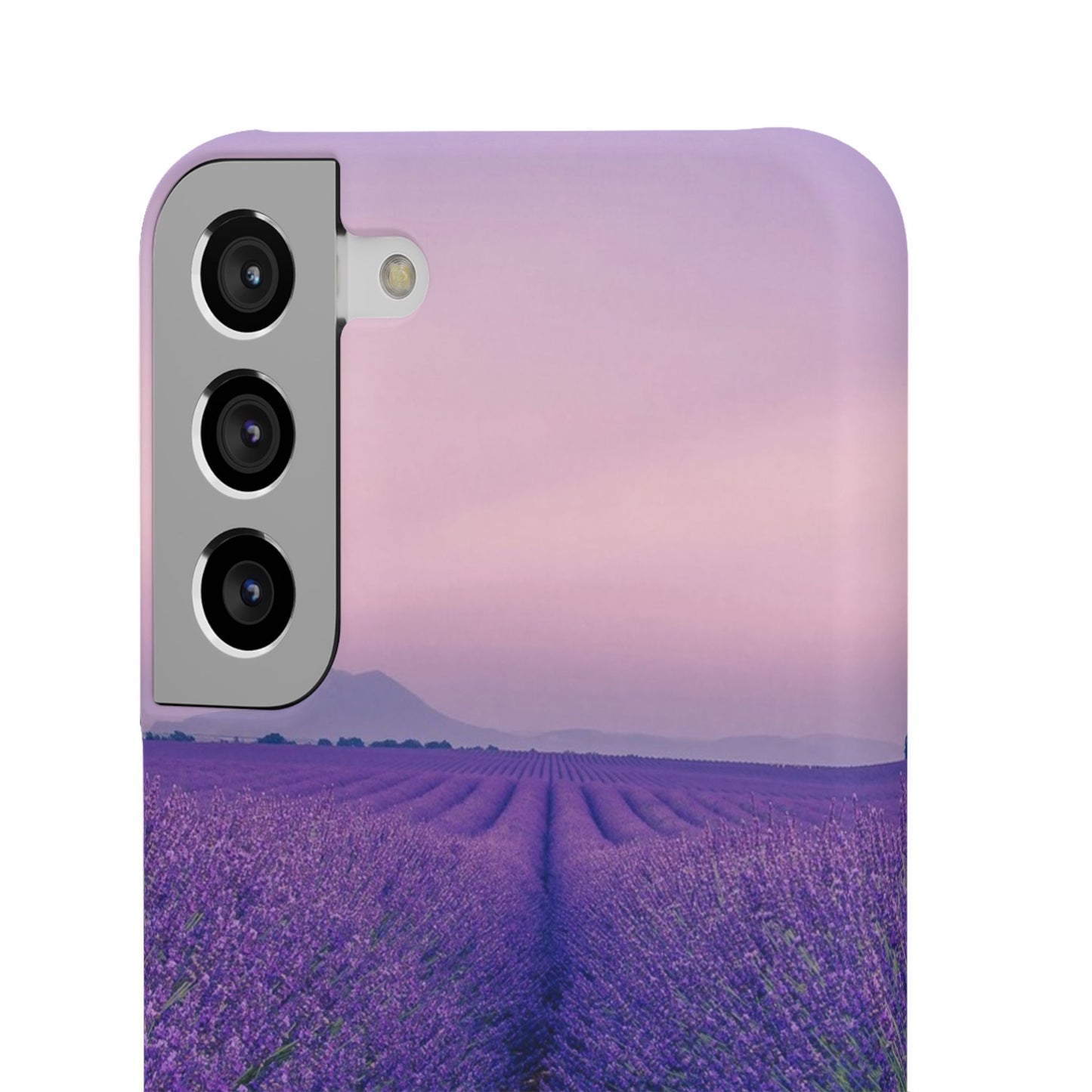 Lavender Fields Cajasol - A Floral Touch for Nature Lovers