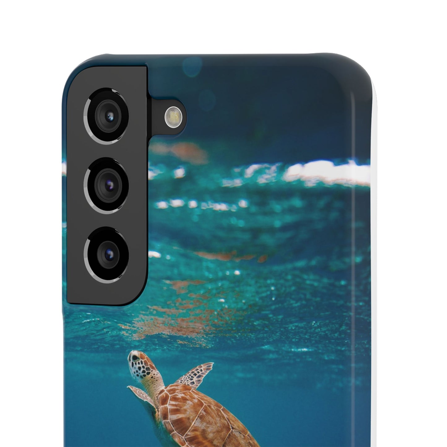 Sea Turtle Cajasol - Perfect for Beach Lovers