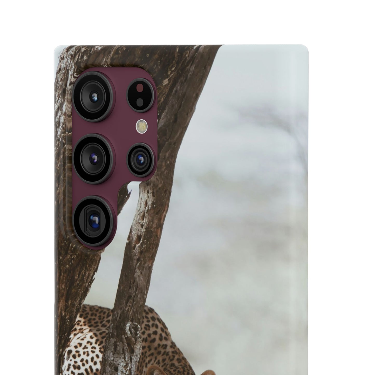 Leopard Cajasol - Wildlife Vibes