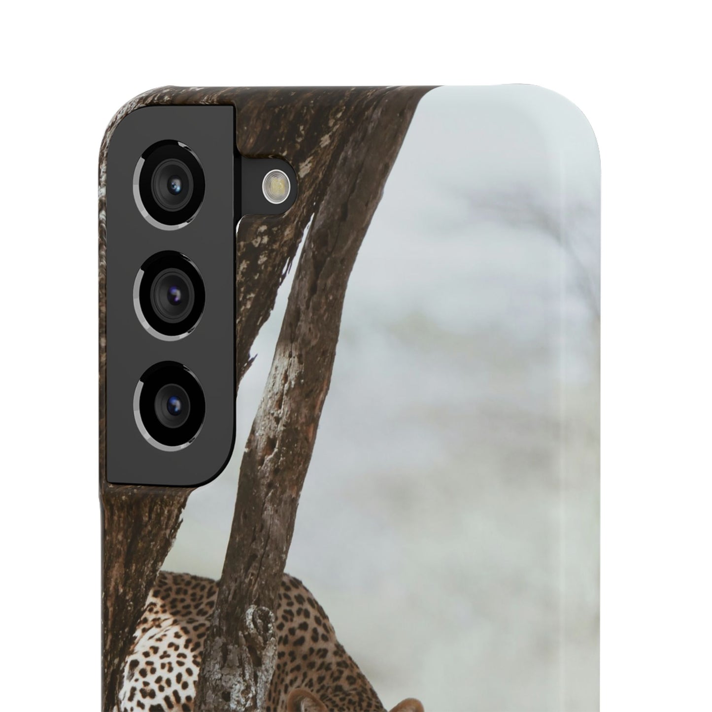Leopard Cajasol - Wildlife Vibes